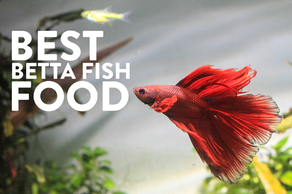 High quality shop betta food